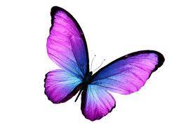 Butterfliestest-1.jpeg